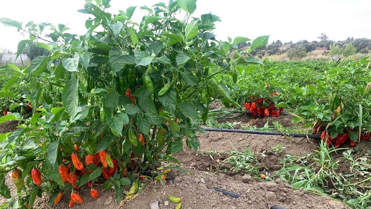 Planta de aji dulce venezolano en Madrid