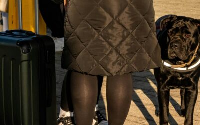 Patas en el avión: cómo traer a tu mascota a España sin estrés ni multas