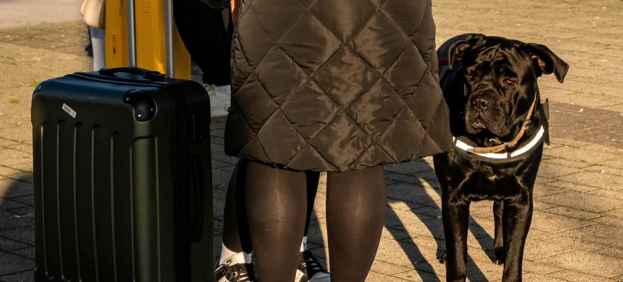 Emigrar con perro o gato a España cómo volar con mascotas. Una persona con maletas en una calle de Europa, acompañada por su perro negro con microchip