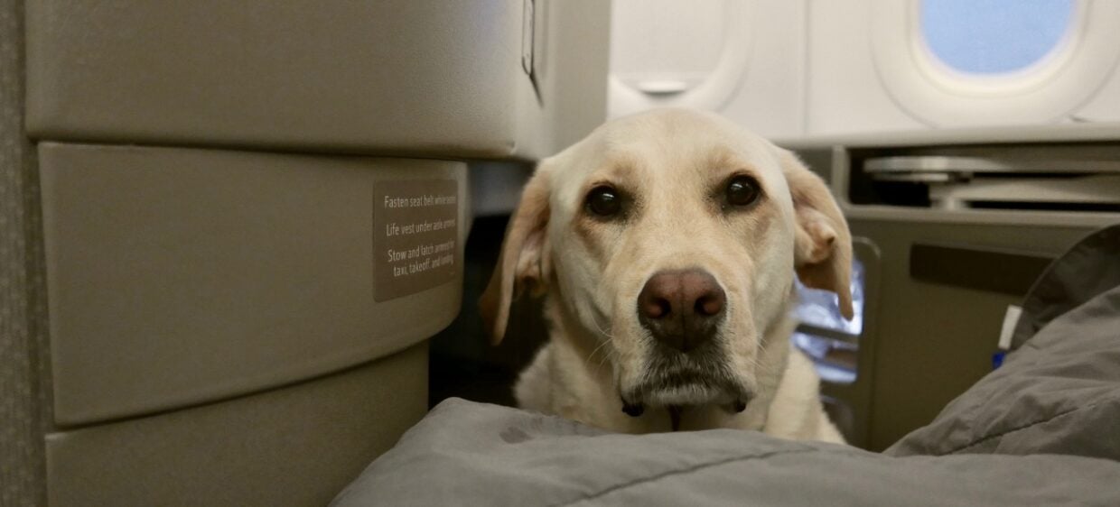 Un labrador con chip y vacuna antirrabia vuela en la cabina del avión como mascota a España
