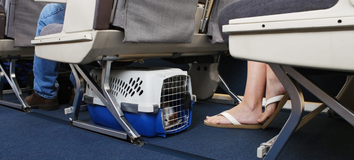 Un perro pequeño viaja en la cabina del avión a España dentro de su kennel, emigar con mascota a España